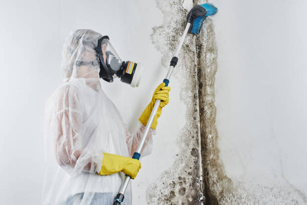 Biohazard Mold Removal in Steelville, MO