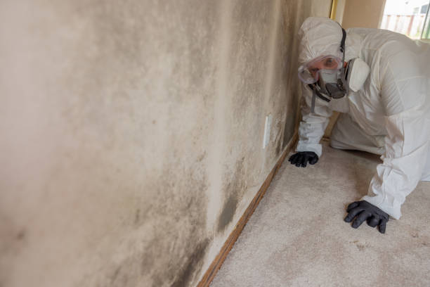 Why You Should Choose Our Mold Remediation Services in Steelville, MO